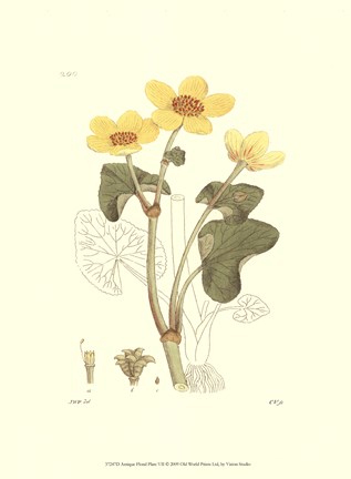 Framed Antique Floral Plate VII Print