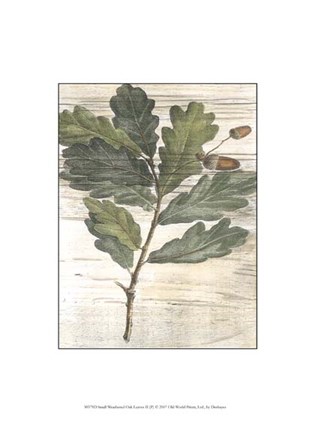 Framed Small Weathered Oak Leaves II Print