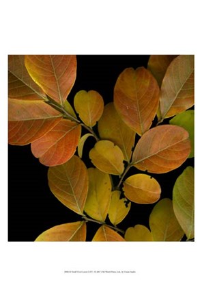 Framed Small Vivid Leaves I Print