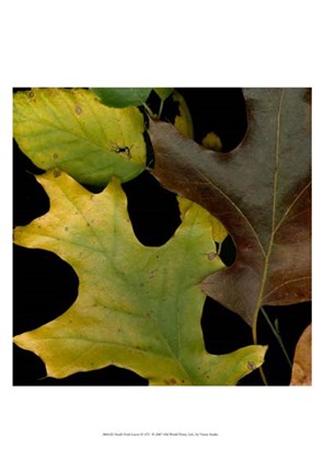 Framed Small Vivid Leaves II Print