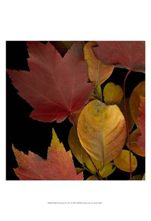 Framed Small Vivid Leaves IV (ST) Print