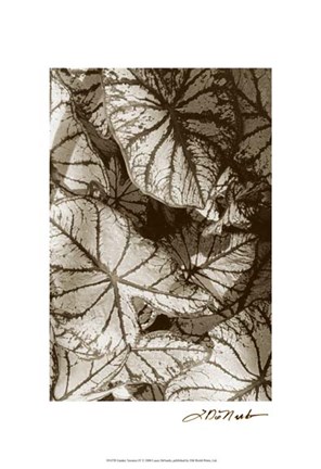 Framed Garden Textures IV Print