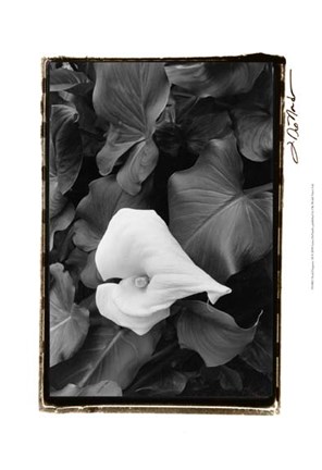 Framed Floral Elegance III Print