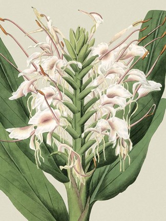 Framed Small Orchid Blooms IV (P) Print