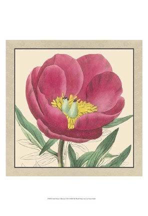 Framed Small Peony Collection I (P) Print
