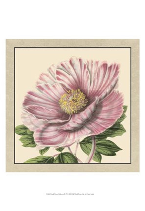 Framed Small Peony Collection II (P) Print