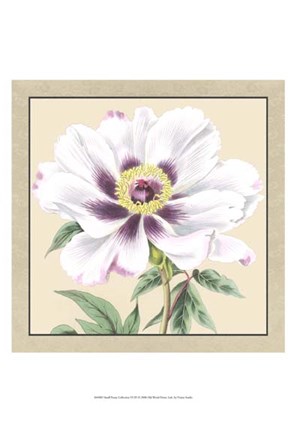 Framed Small Peony Collection VI (P) Print