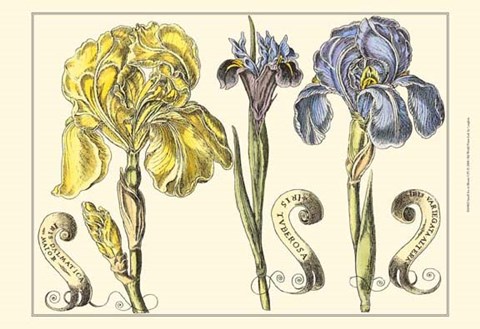 Framed Small Iris in Bloom I (P) Print