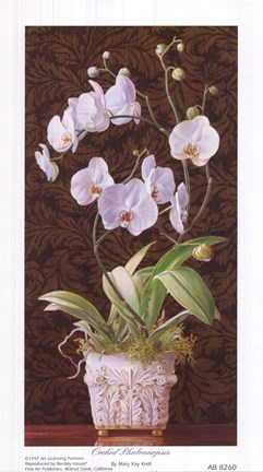 Framed Orchid Phaleanopsis Print