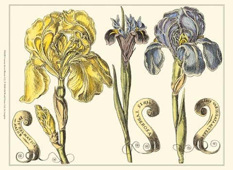Framed Custom Iris in Bloom I (U) Print