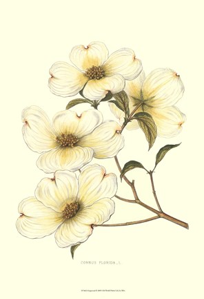 Framed Dogwood Print