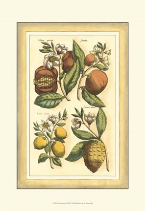 Framed Golden Season I Print