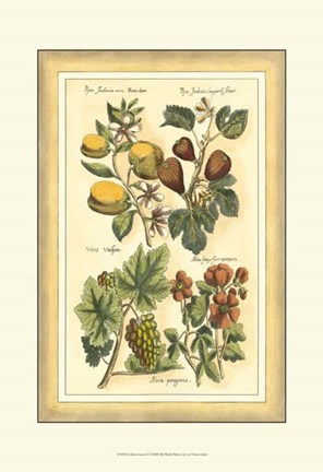 Framed Golden Season II Print