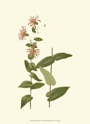 Framed Native Beauty I Print