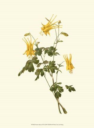 Framed Native Beauty III Print