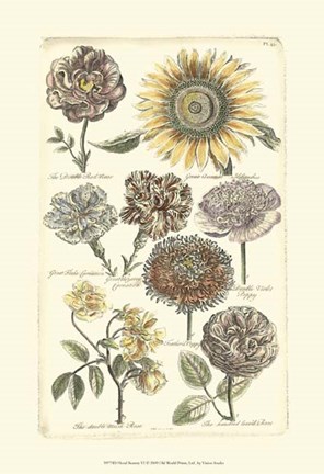 Framed Floral Bounty VI Print