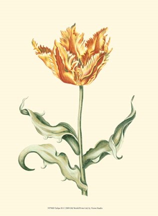 Framed Tulipa III Print