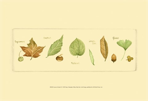 Framed Leaves &amp; Seeds II Print