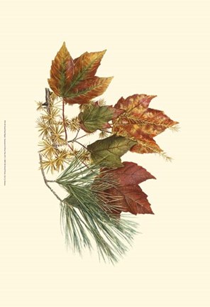 Framed Sm Red Maple,Tamarack &amp; Wh Pine Print