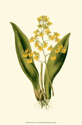 Framed Orchid Array I Print