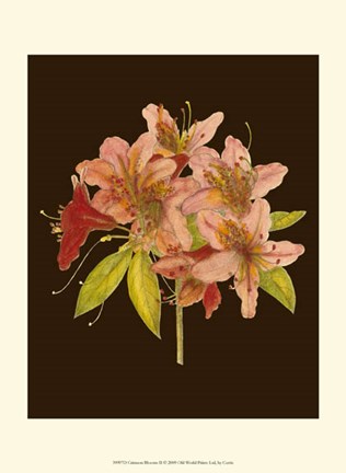 Framed Crimson Blooms II Print