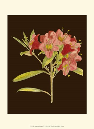 Framed Crimson Blooms IV Print