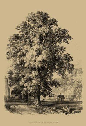 Framed Elm Tree Print