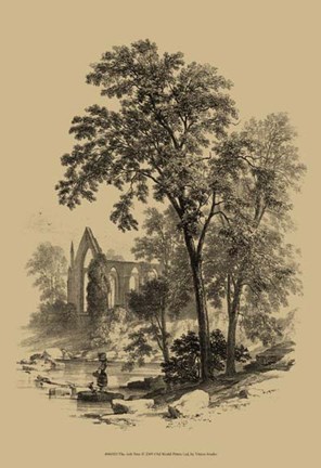 Framed Ash Tree Print