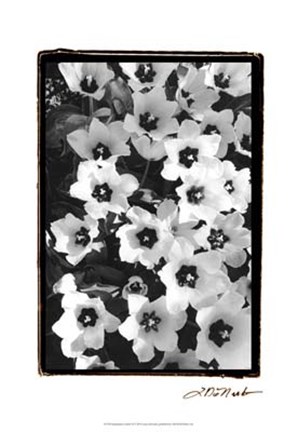 Framed Springtime Garden II Print