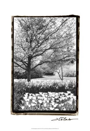 Framed Springtime Garden III Print