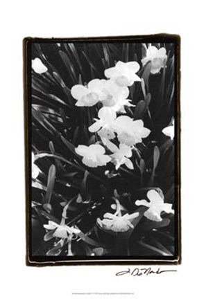 Framed Springtime Garden V Print