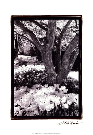 Framed Springtime Garden VI Print