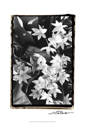 Framed Springtime Garden VII Print