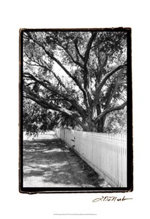 Framed Summer Shade II Print