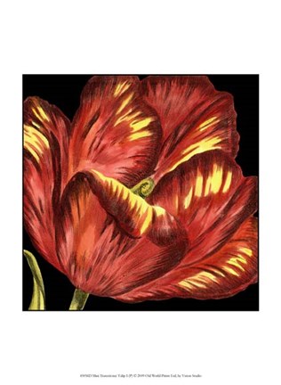 Framed Mini Transitional Tulip I Print