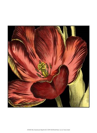 Framed Mini Transitional Tulip III Print