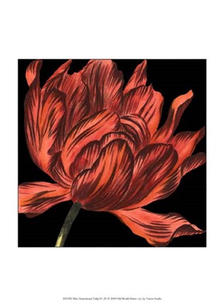 Framed Mini Transitional Tulip IV Print