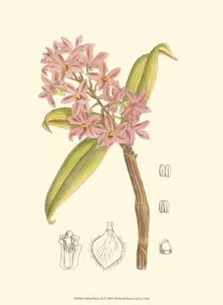 Framed Orchid Plenty III Print