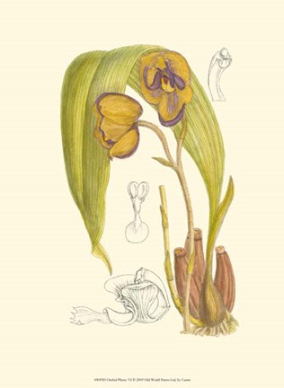 Framed Orchid Plenty VI Print