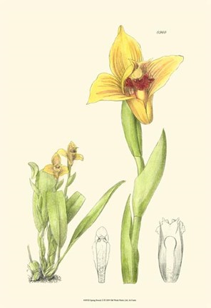 Framed Spring Bounty II Print