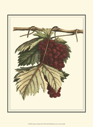Framed Vintner&#39;s Varieties II Print