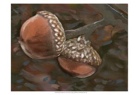 Framed Quercus Palustris II Print