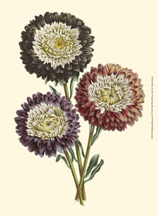 Framed Blushing Blossoms I Print