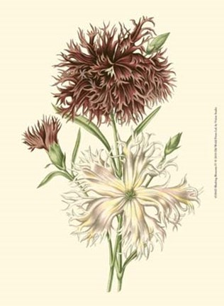 Framed Blushing Blossoms IV Print