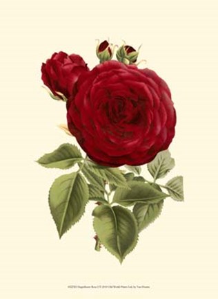 Framed Magnificent Rose I Print