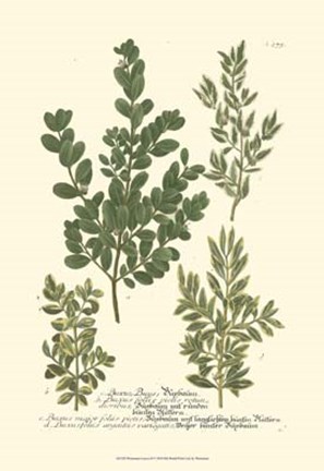 Framed Leaves II Print