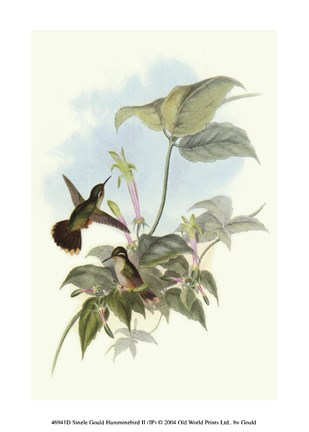 Framed Single Gould Hummingbird (IP) II Print