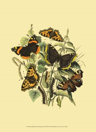 Framed Small Butterfly Gathering II Print