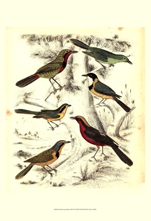Framed Small Avian Habitat III (P) Print