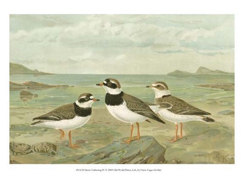 Framed Shore Gathering IV Print